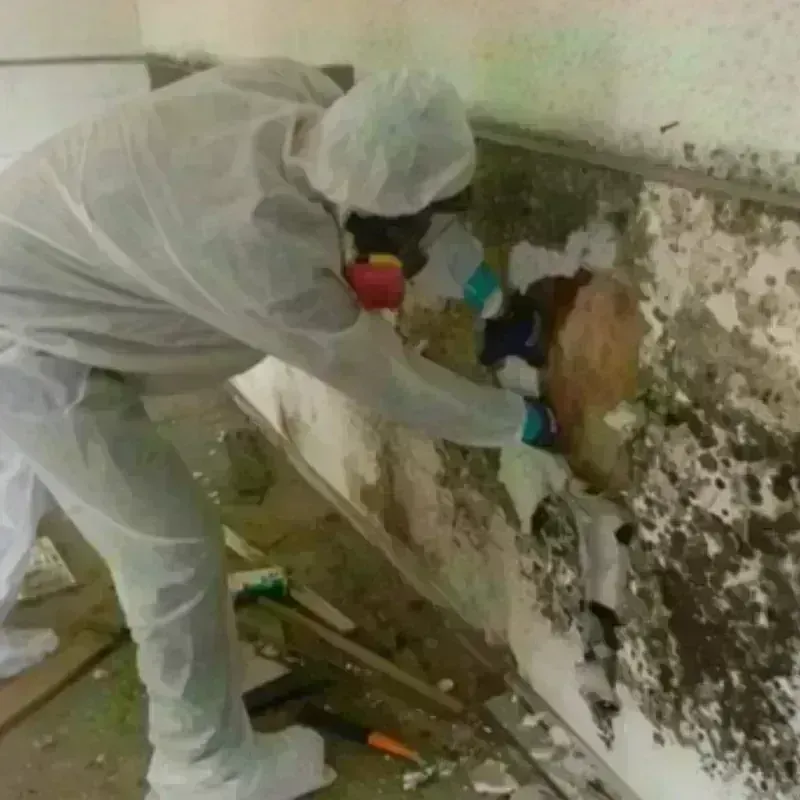 Mold Remediation and Removal in Stark County, ND